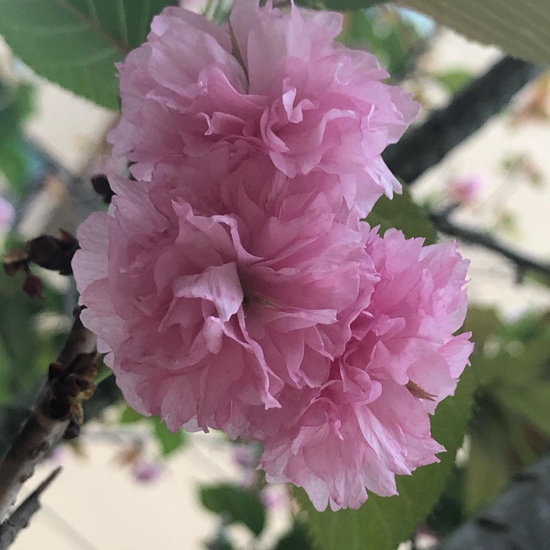 陌上花开