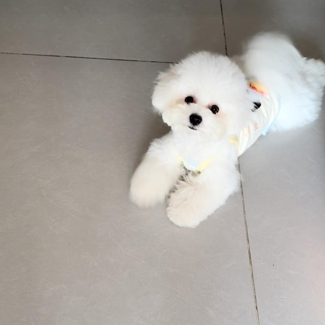 李小狗