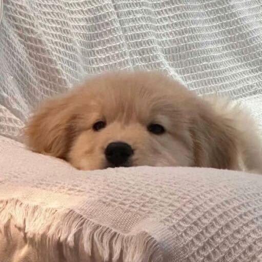 我不叫小羊啊！