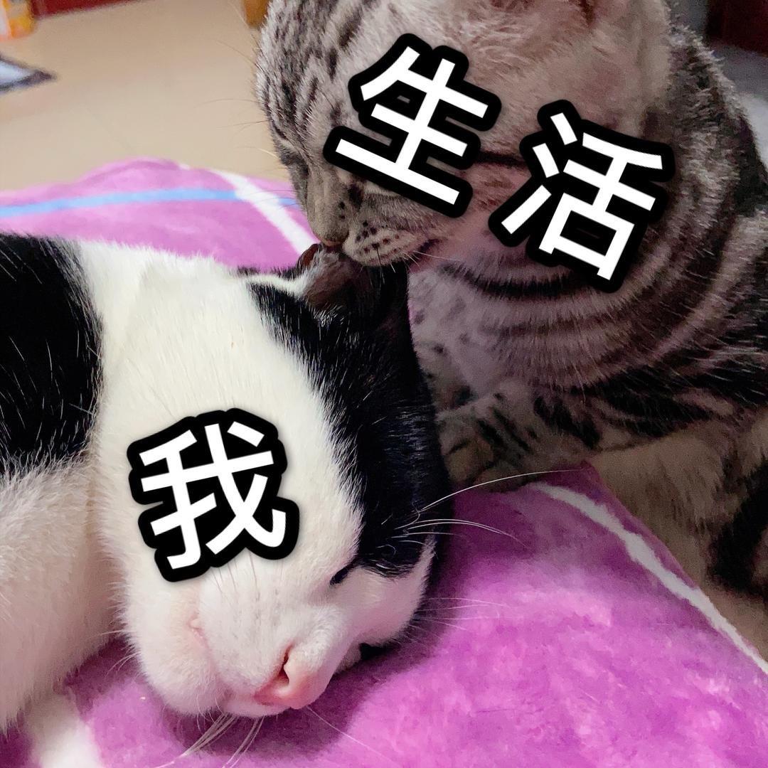 蛋黄味儿的鱼丸😼