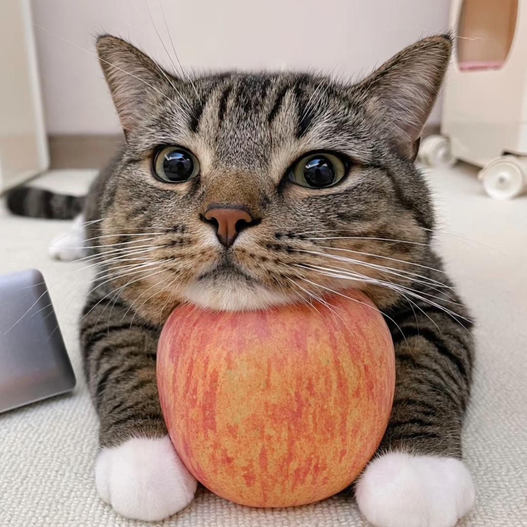 猫猫大作战