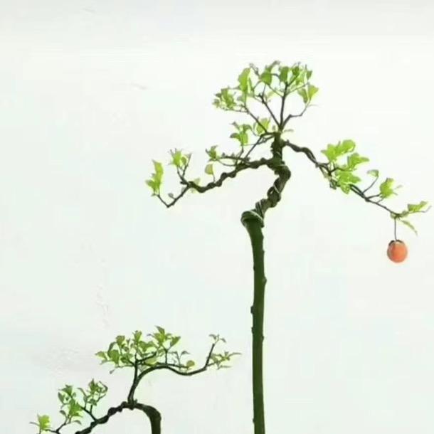 森树桩艺森树盆景