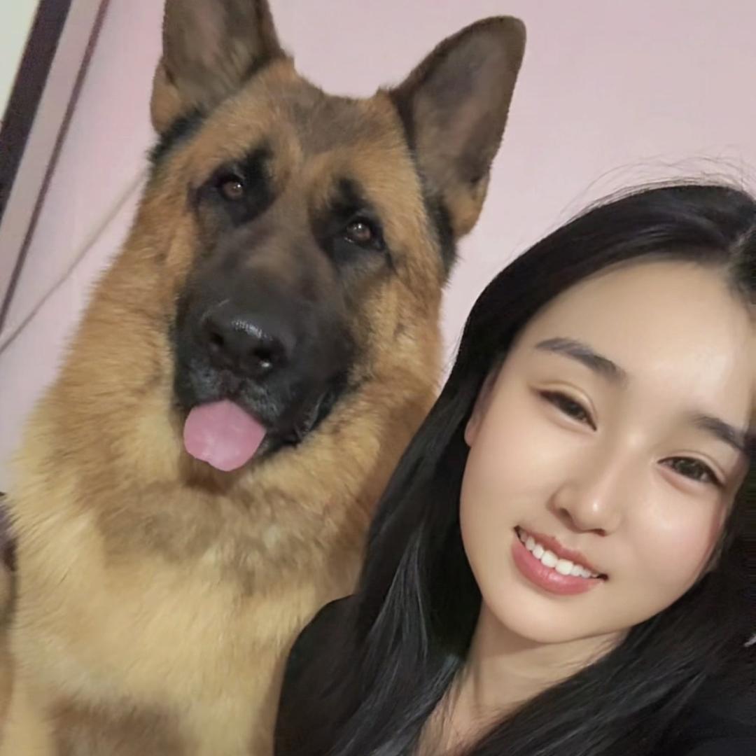 星牧犬舍-黄金色德牧
