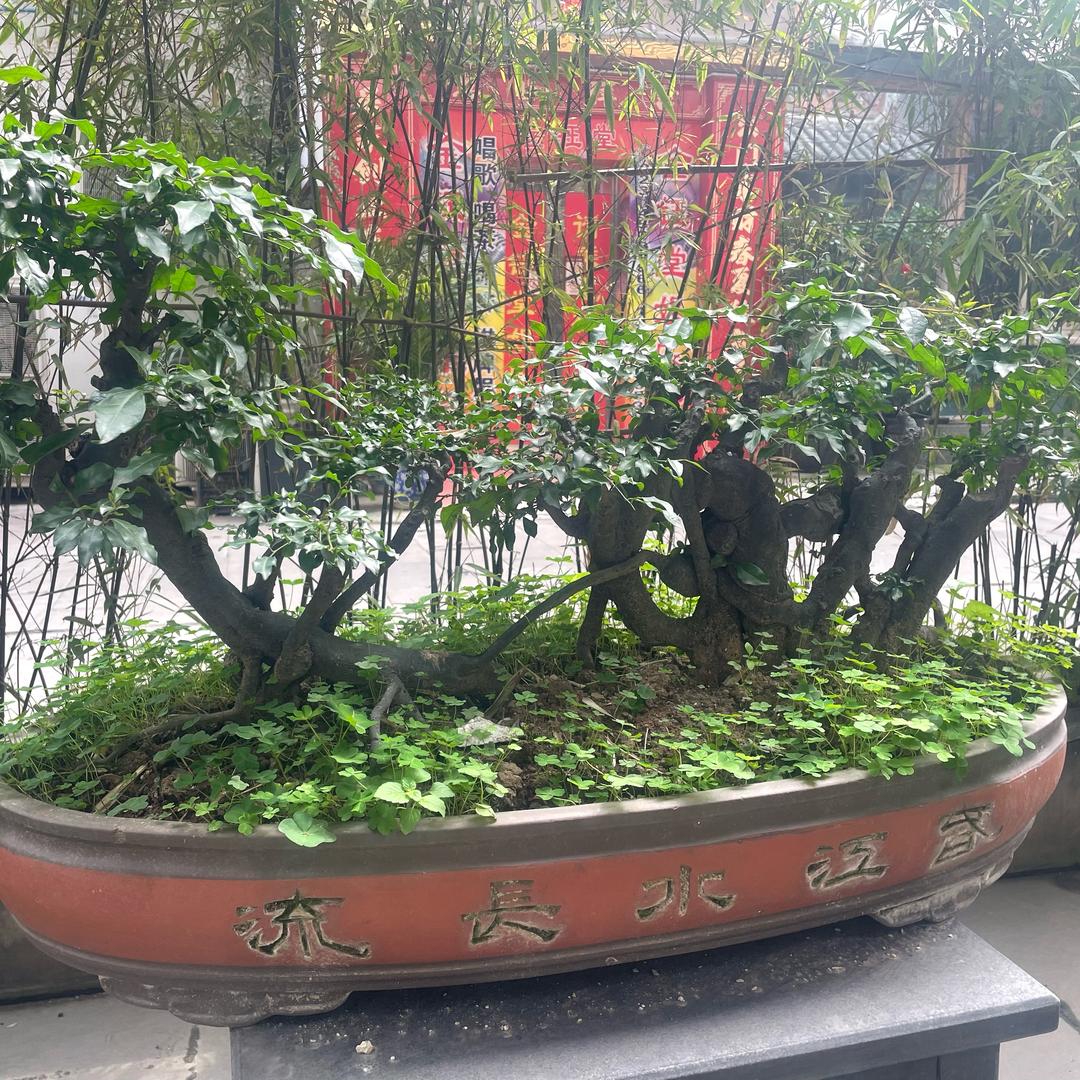小潼南