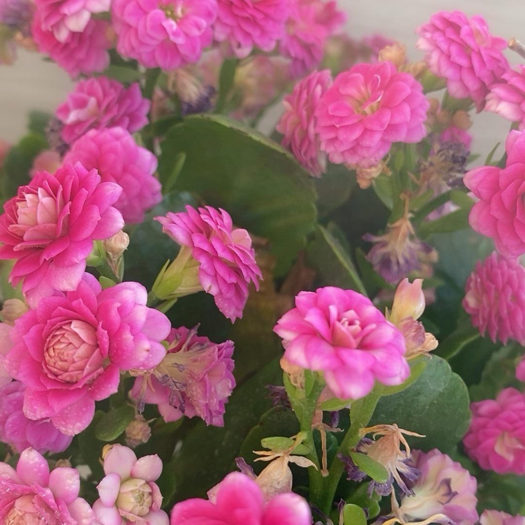 花为蝴蝶醉