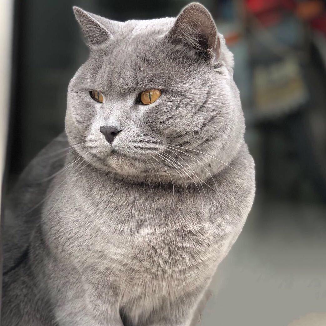 🌸猫宁~