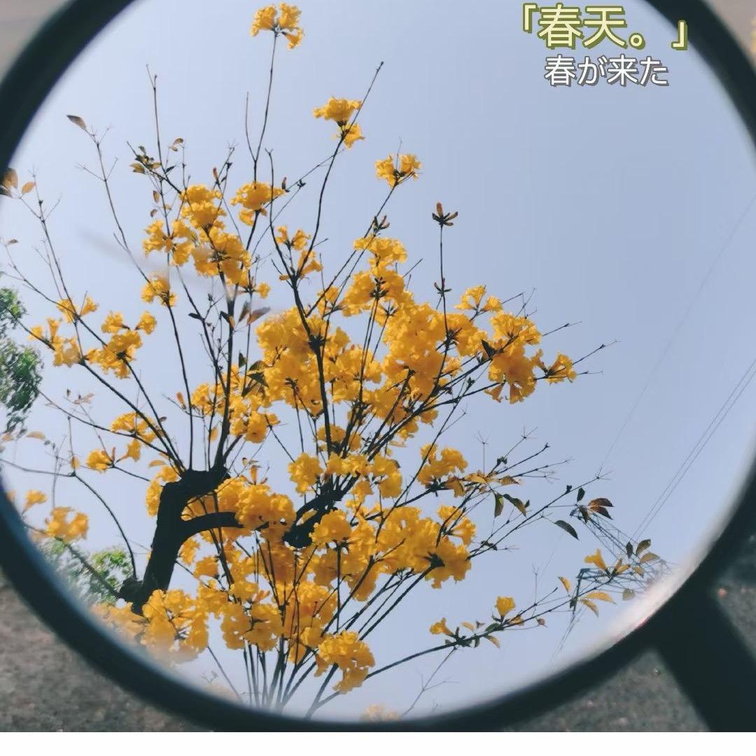 栀子。