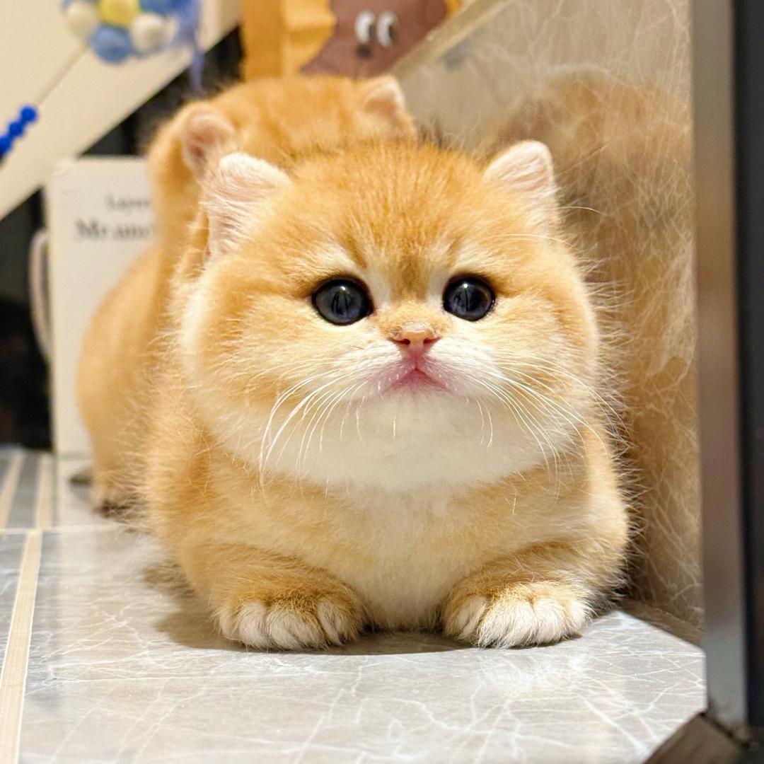 汪喵爱宠（清笼号）