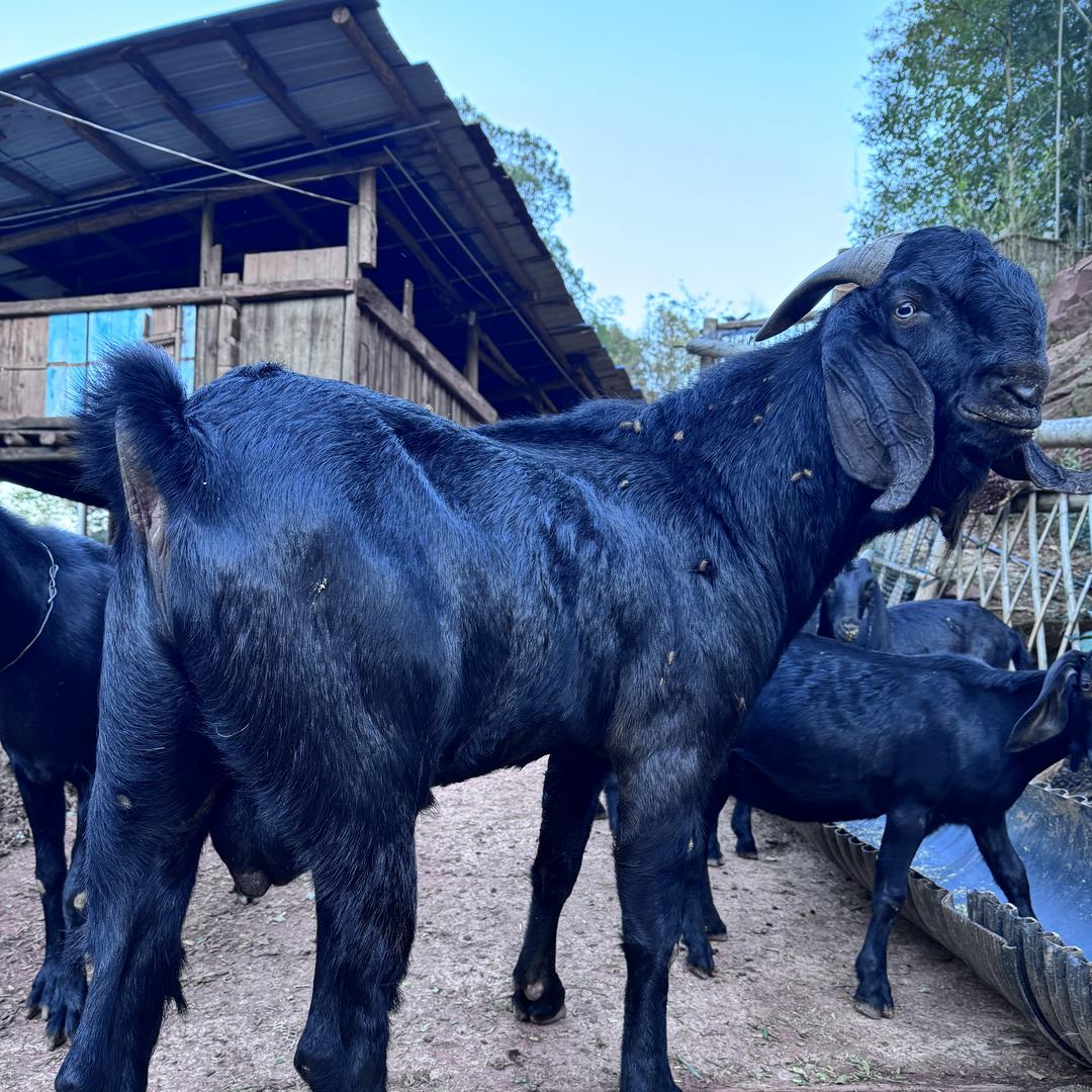 芷江小辉哥农副产品经营部（个体工商户）