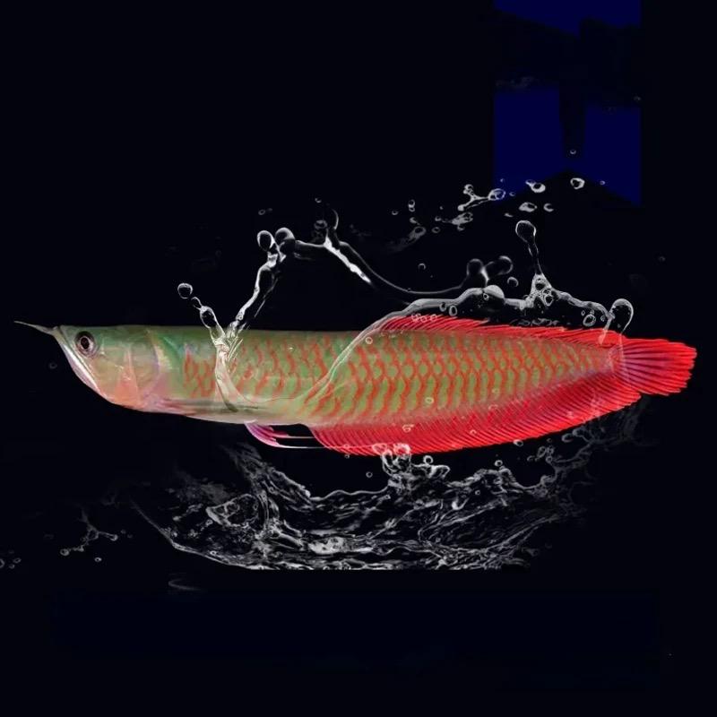 观赏鱼的搬运工