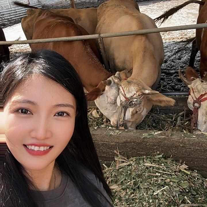 牛妹养牛（小号）