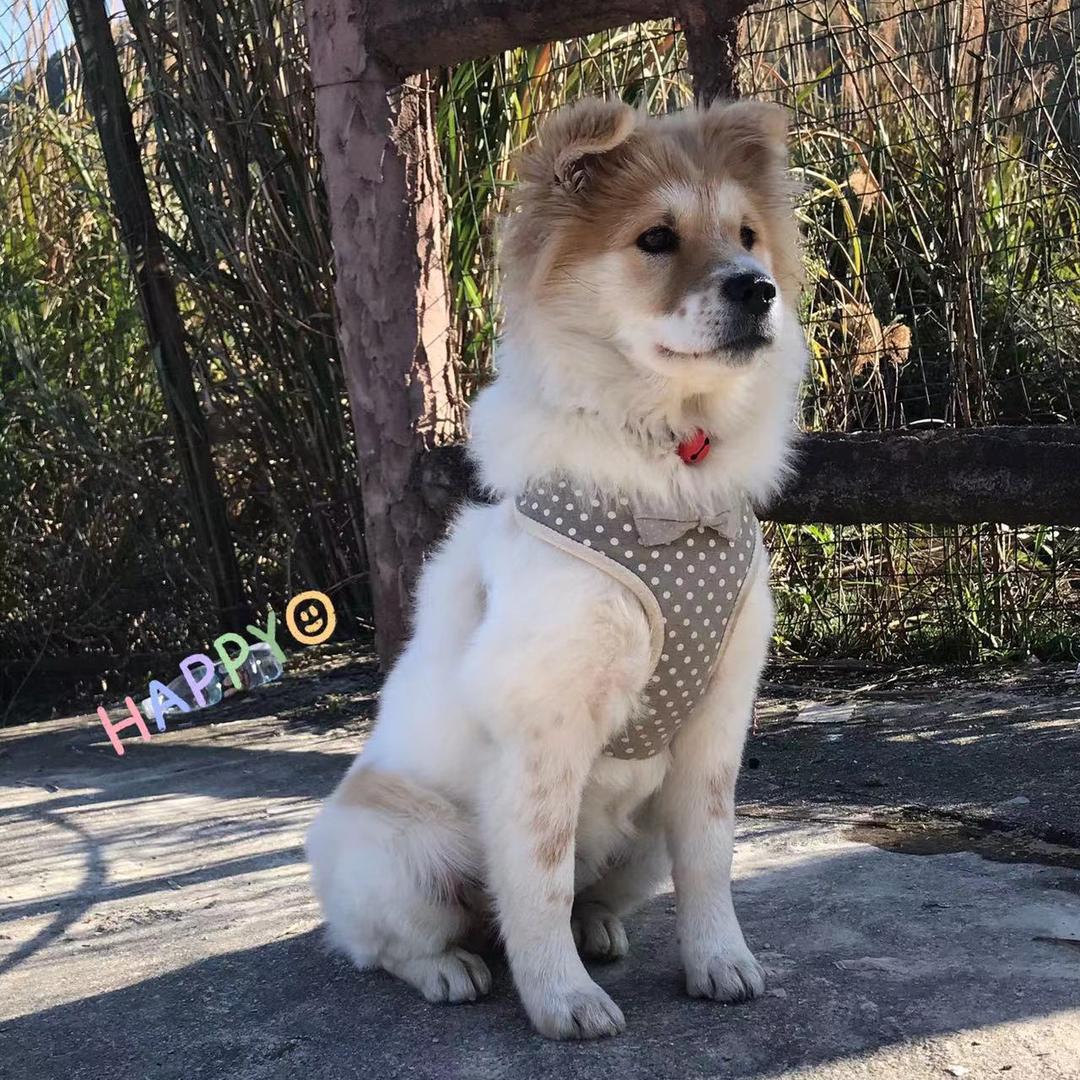 多多🐶