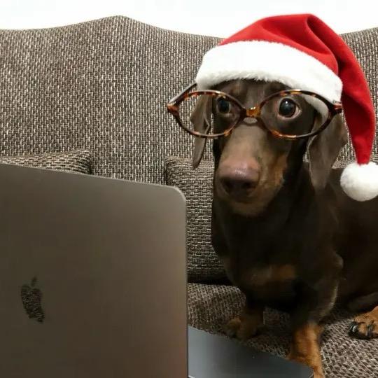 心碎小金（友宝版