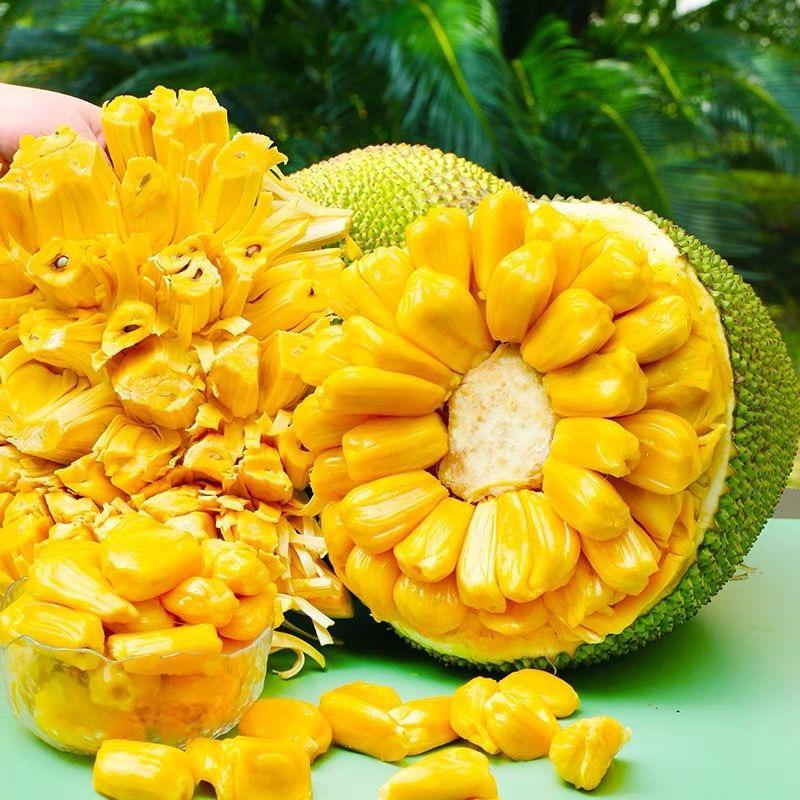 哆哆菠萝蜜