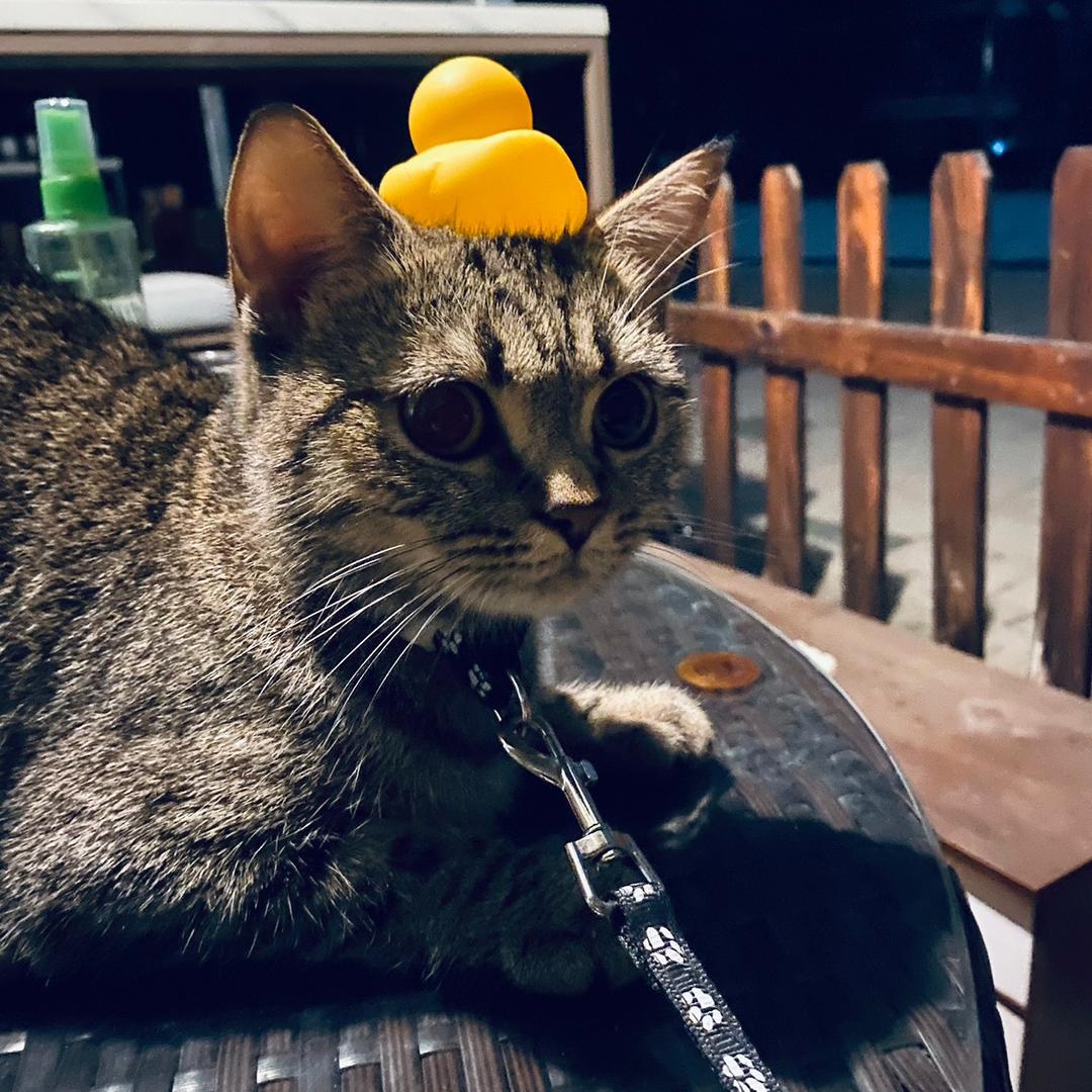 狗里狗气的正浪浪