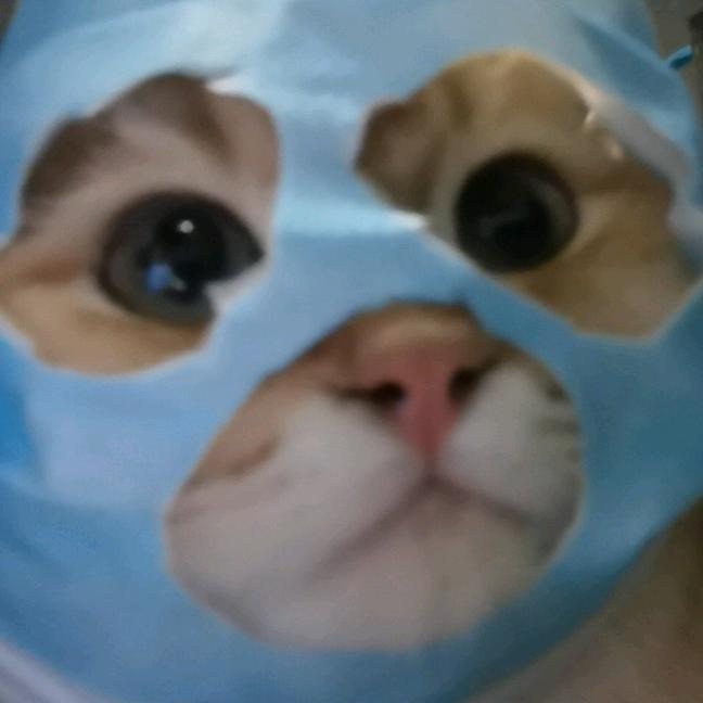 🐱🐱🐱🐱肥咪咪🐱🐱🐱🐱