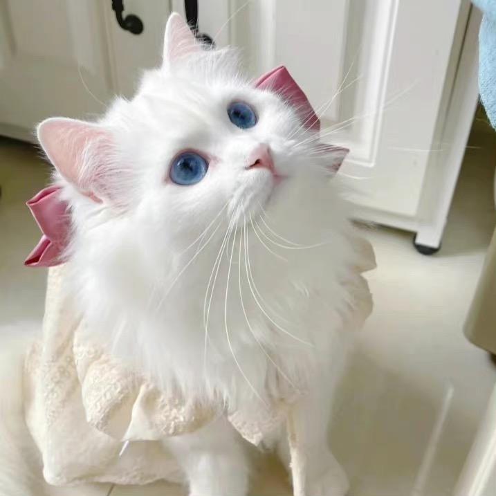 羊羊oO