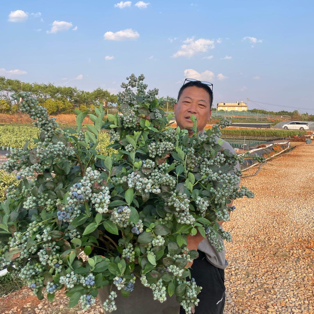 花音谷莓状元果树苗木专卖店