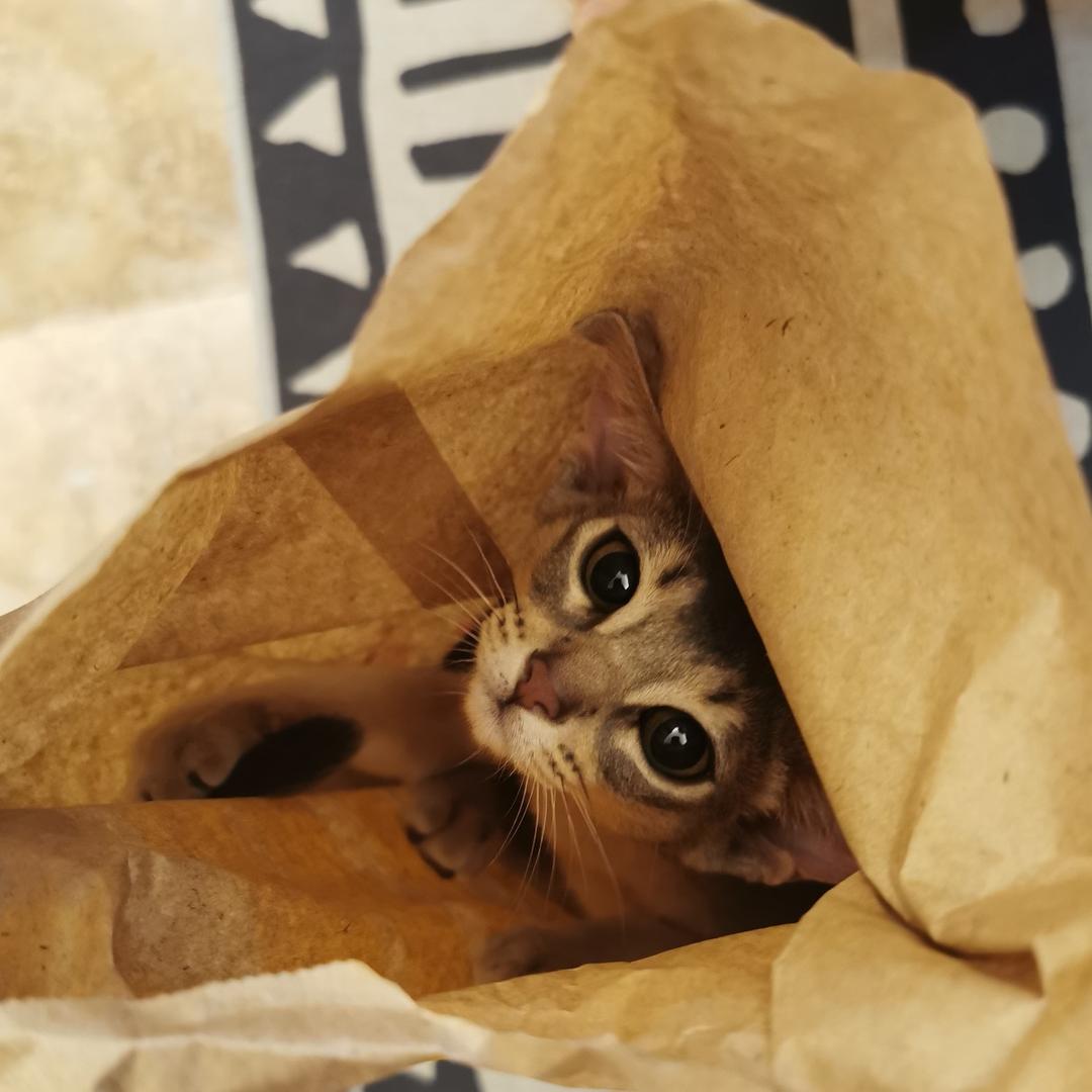 仙女家的阿比猫