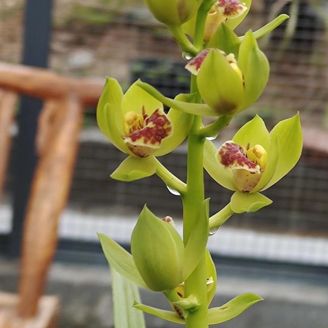 琪琪花卉