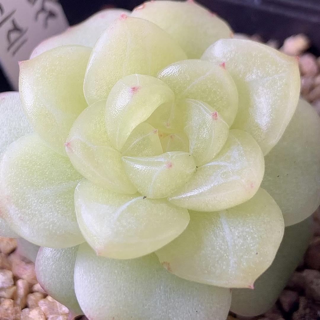 艾美多肉花卉培植坊个体店