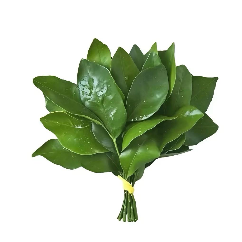 樂亦