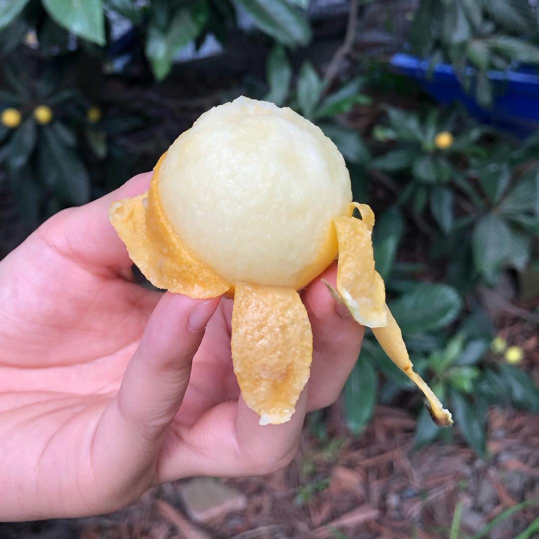 塘栖枇杷农家果园