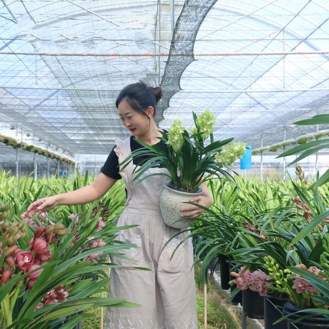 浩澄大花蕙兰种植基地