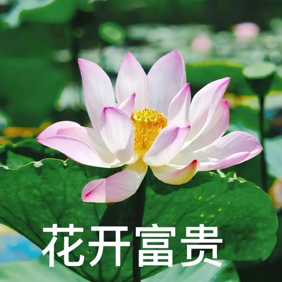 岁月静好🌸