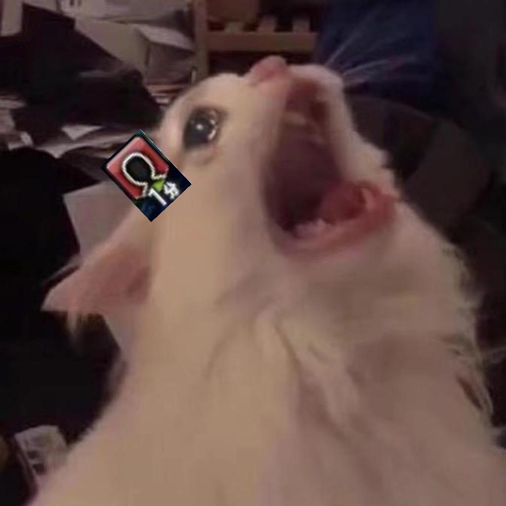 大猫🥳