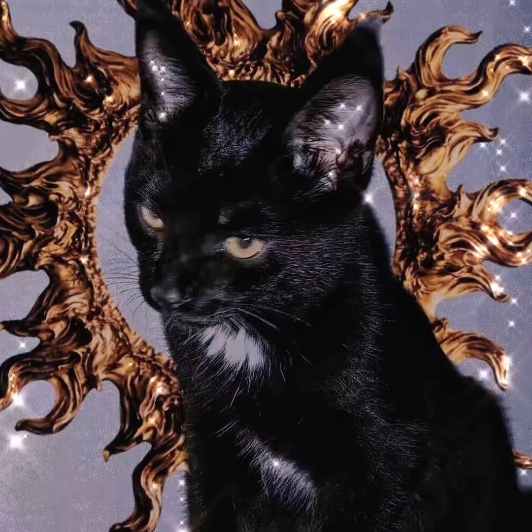 茛勺是只猫🐈‍⬛