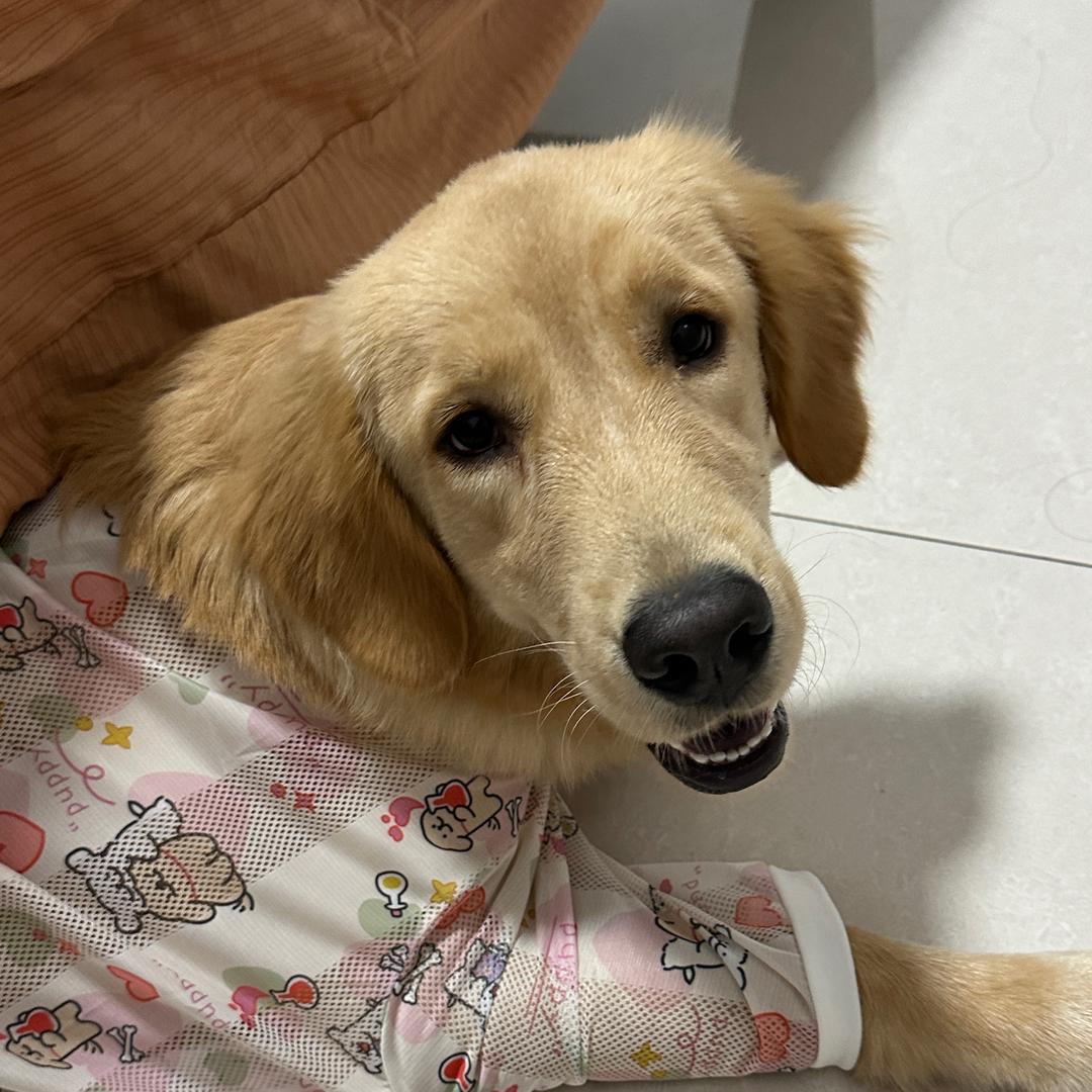 八佰和多米🐕