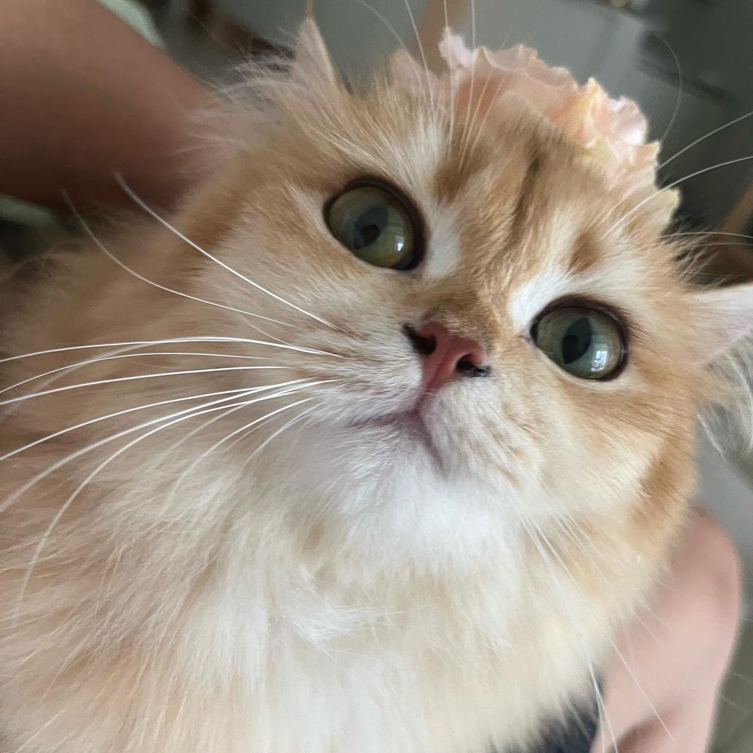 反派小猫两小只