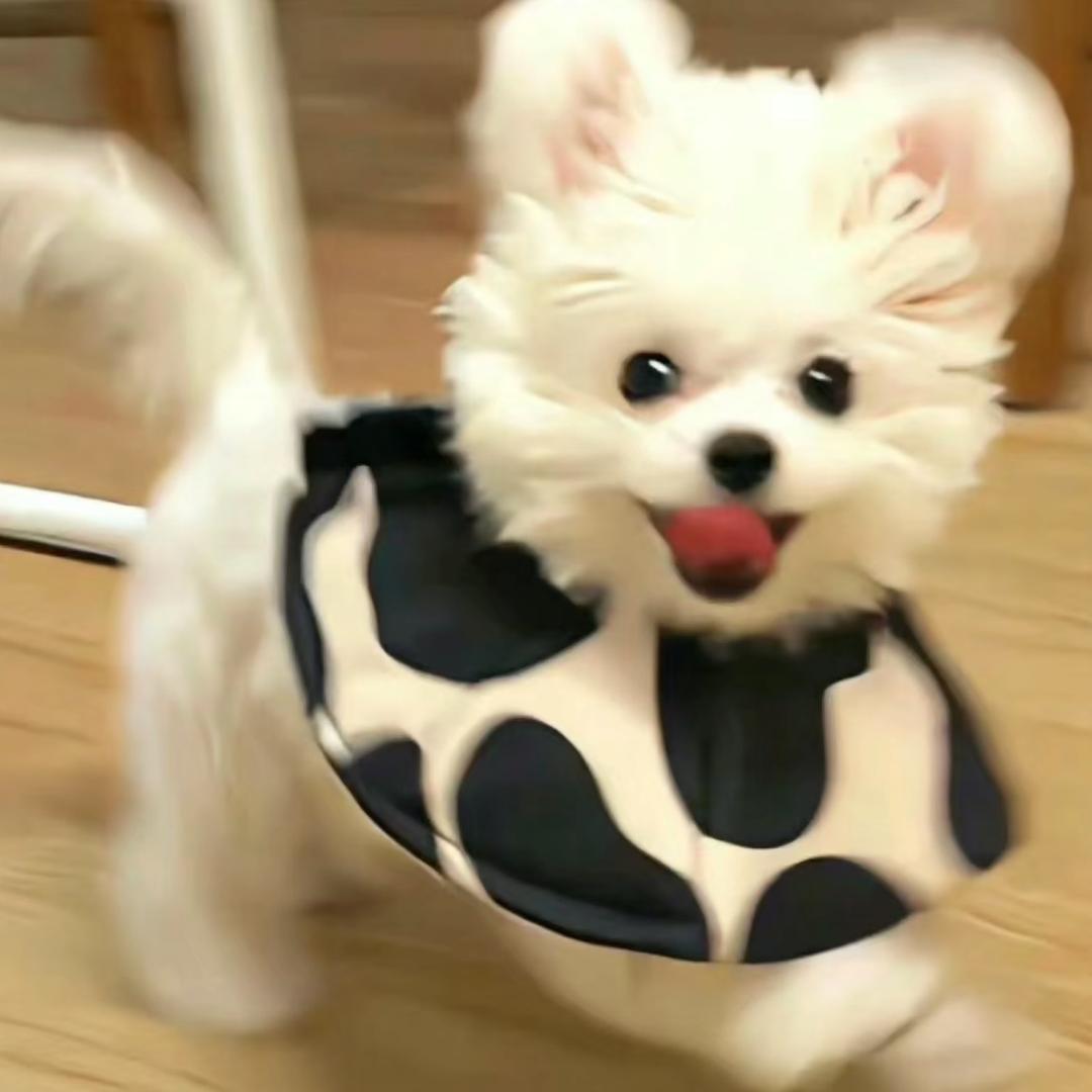 密涅瓦的猫头鹰