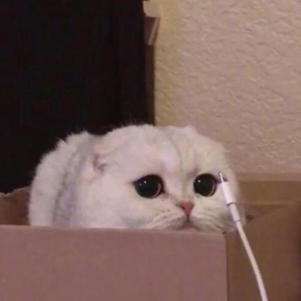 小灰灰呀
