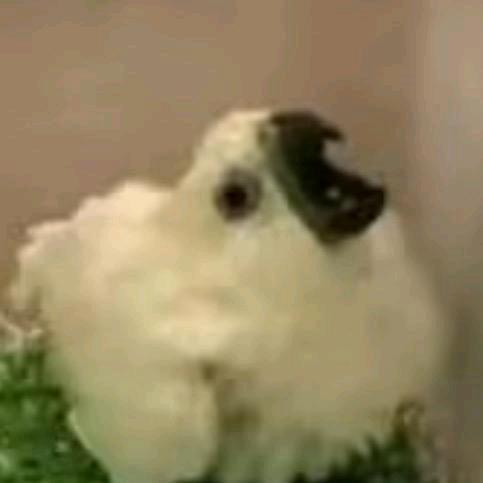 小朝教主