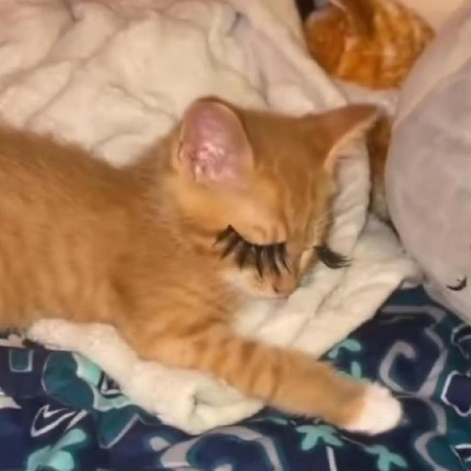 VV