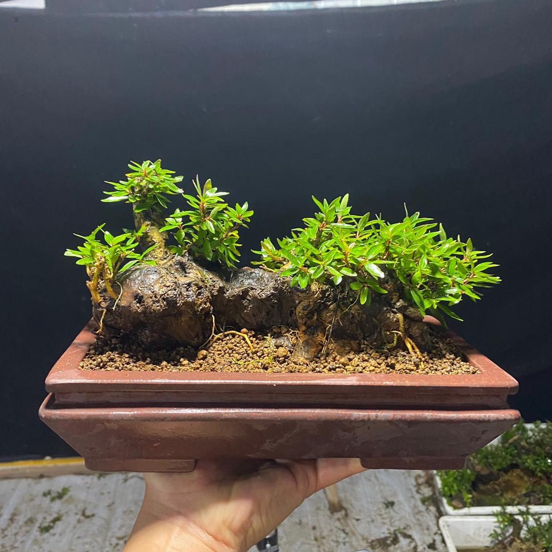 俞家小苑盆景园