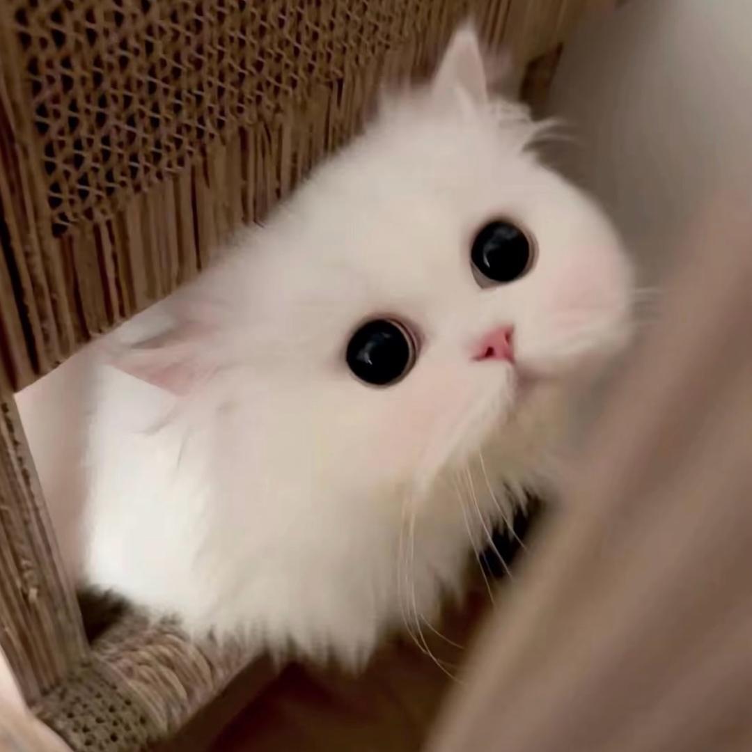 拟