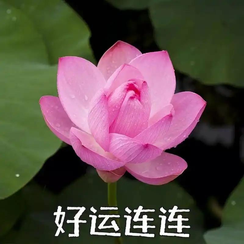花一样的年纪