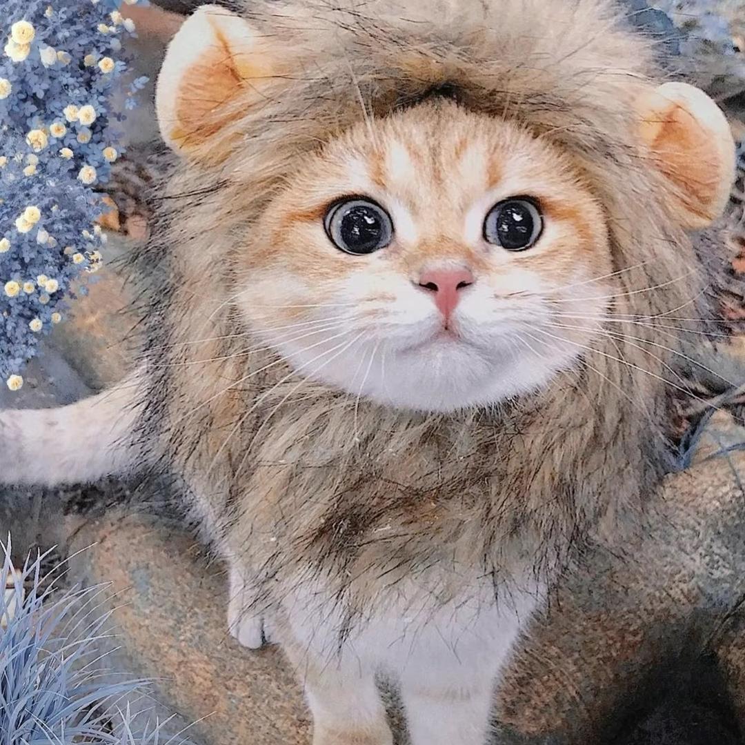 奥特曼不吃香菜