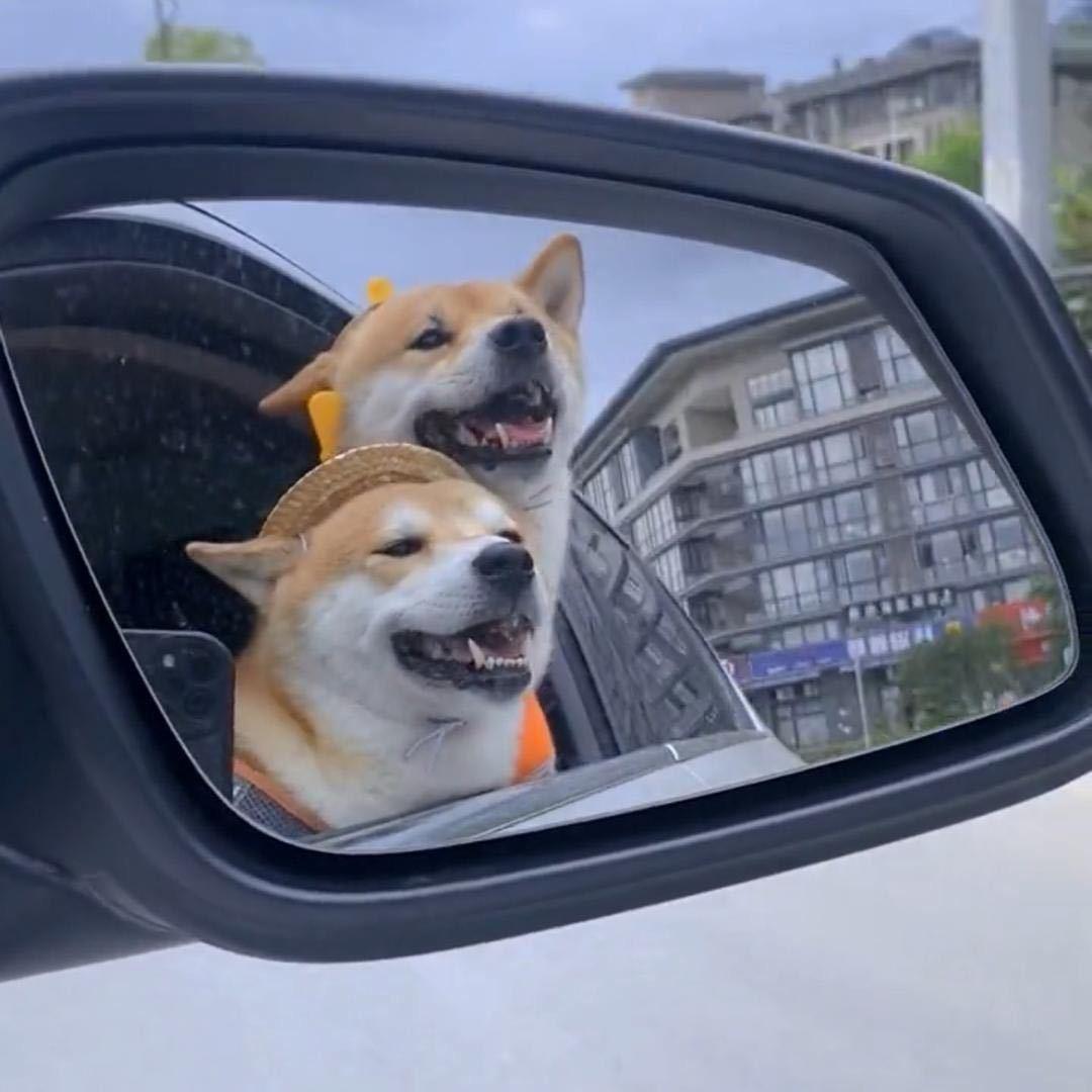 柴犬贼难养