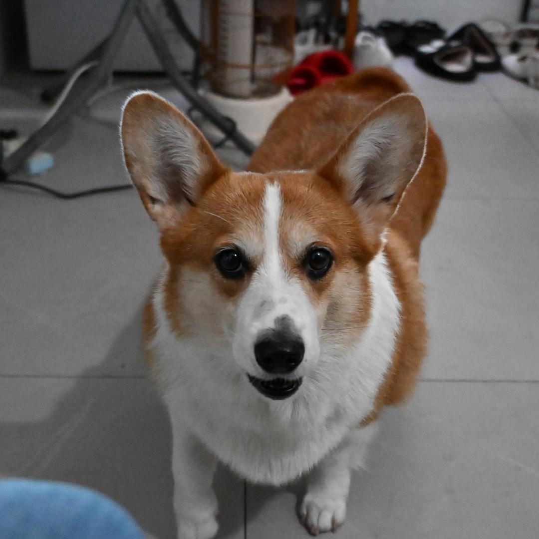 棒棒糖的铲屎官