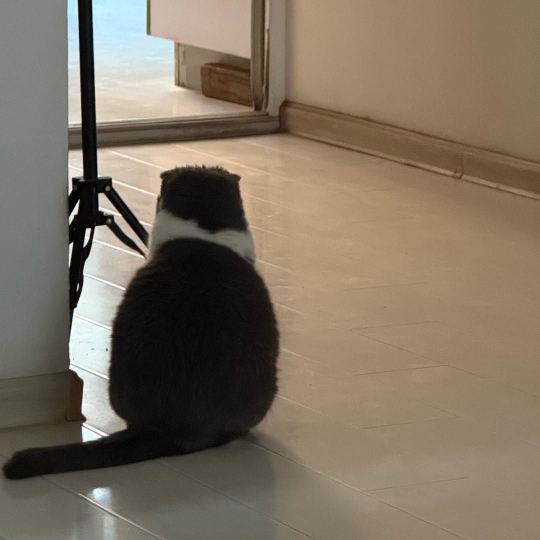 麻将大王