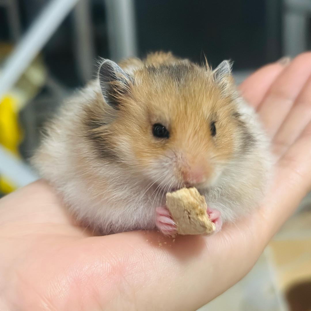 小熊鼠鼠🐻叫团团