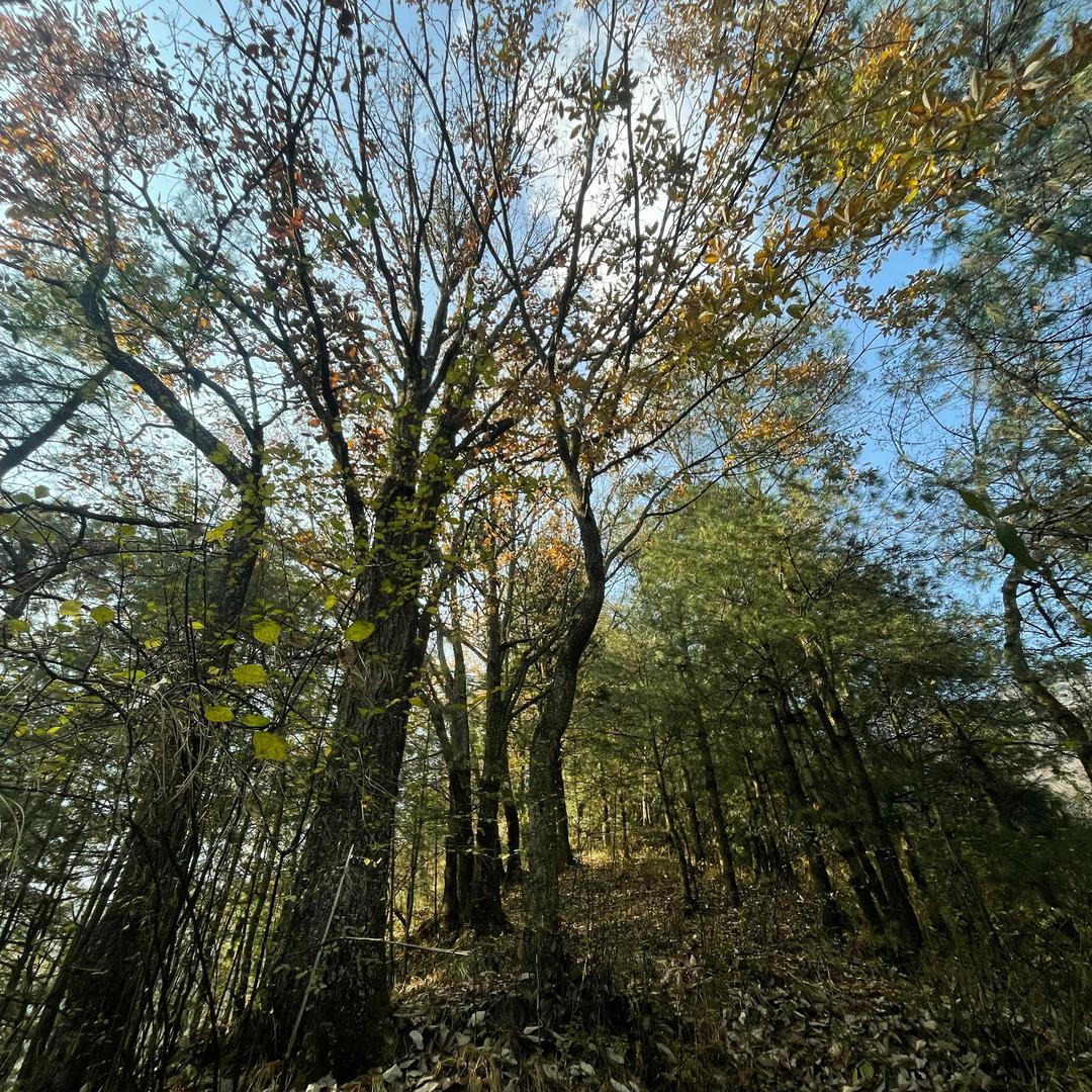 藏雲於南