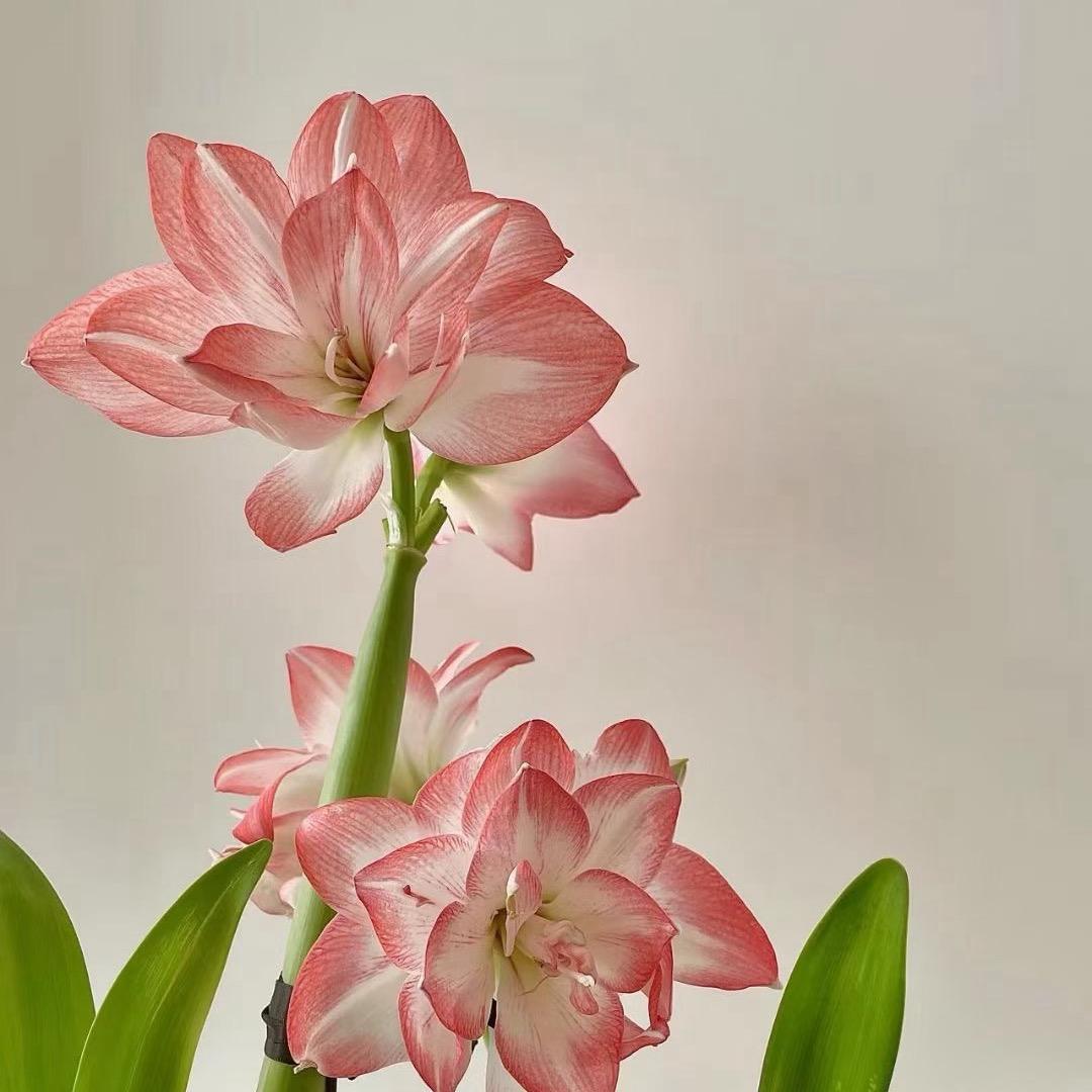 莆田市荔城区喜上眉梢传媒有限公司