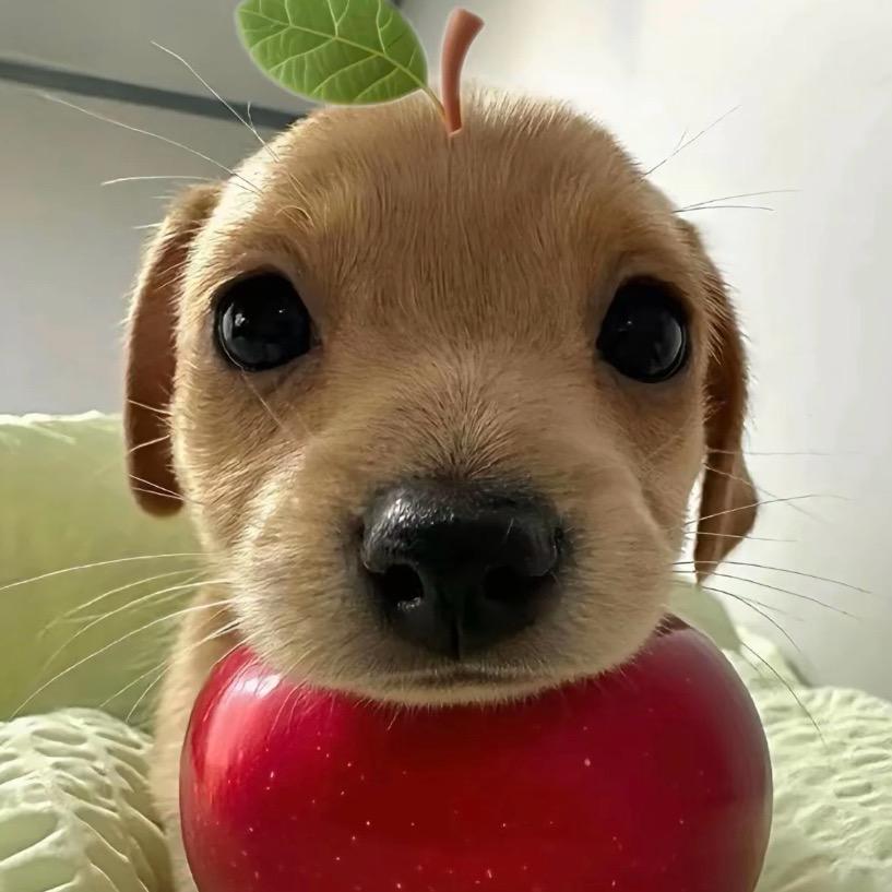 俺叫美肚鲨