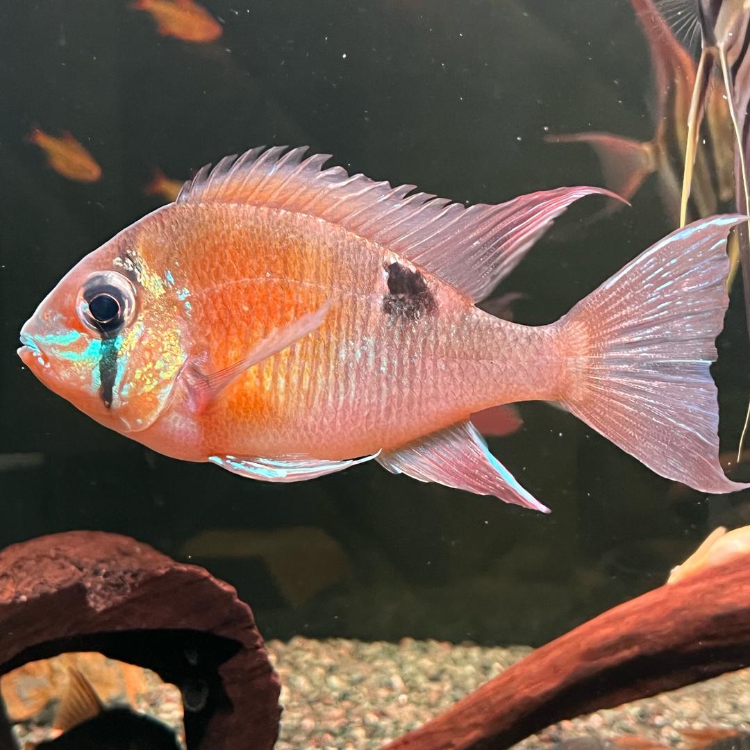 掉进鱼乐圈🐠