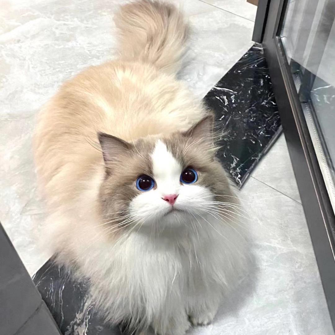 米糖是只猫🐱